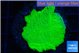 Montipora green cap 2-3 cm WYSIWYG acclimaté