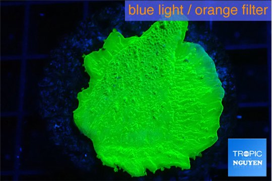 Montipora green cap 2-3 cm WYSIWYG acclimaté