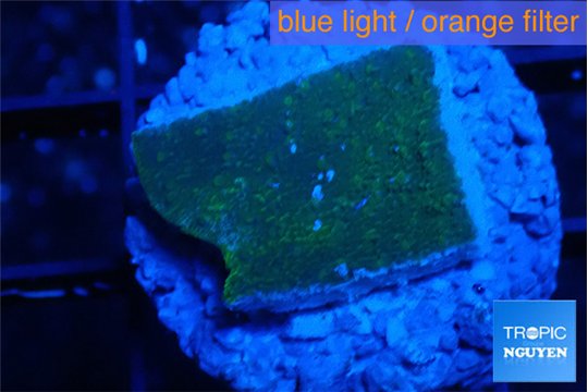Montipora green & purple polyps 2 cm WYSIWYG acclimaté