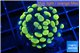 Euphyllia paraancora electro 2-4 cm WYSIWYG acclimaté