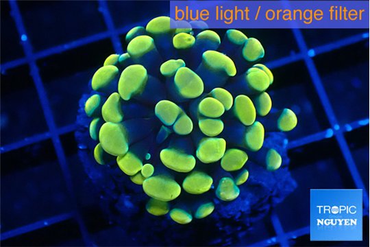 Euphyllia paraancora electro 2-4 cm WYSIWYG acclimaté