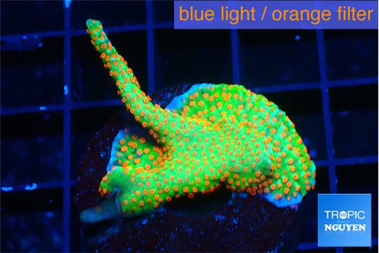 Montipora red fire forest 2-3 cm WYSIWYG acclimaté
