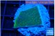 Montipora green & purple polyps 2 cm WYSIWYG acclimaté