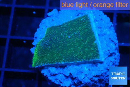 Montipora green & purple polyps 2 cm WYSIWYG acclimaté