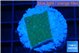 Montipora green & purple polyps 2 cm WYSIWYG acclimaté