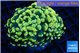 Euphyllia paraancora electro 4-7 cm WYSIWYG acclimaté