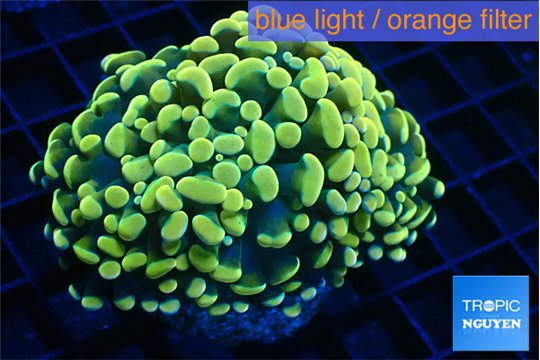 Euphyllia paraancora electro 4-7 cm WYSIWYG acclimaté
