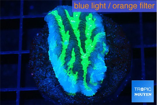 Merulina neon green pettetin 2 cm WYSIWYG acclimaté