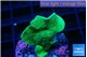 Pavona cactus green 2-4 cm WYSIWYG acclimaté