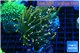 Euphyllia glabrescen green gold pink tip 3-6 cm WYSIWYG acclimaté