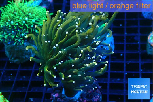 Euphyllia glabrescen green gold pink tip 3-6 cm WYSIWYG acclimaté