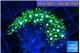 Pachyclavularia neon green 2-4 cm WYSIWYG acclimaté