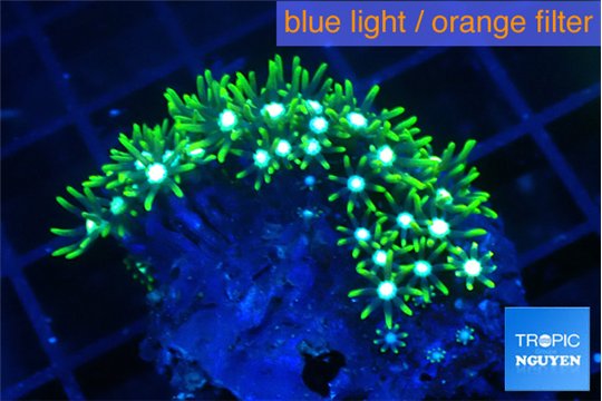 Pachyclavularia neon green 2-4 cm WYSIWYG acclimaté