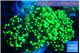 Euphyllia yayaemaensis green 4-7 cm WYSIWYG acclimaté