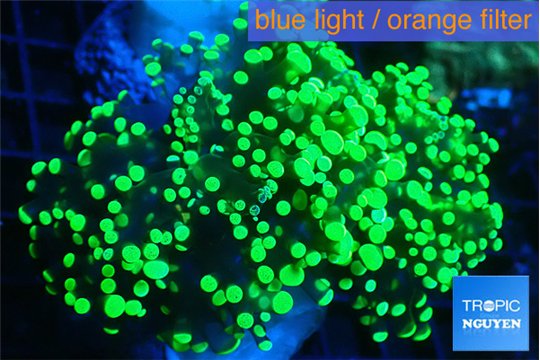Euphyllia yayaemaensis green 4-7 cm WYSIWYG acclimaté