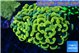 Euphyllia paraancora electro 4-6 cm WYSIWYG acclimaté