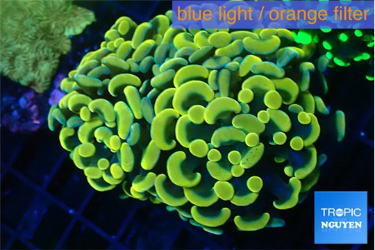 Euphyllia paraancora electro 4-6 cm WYSIWYG acclimaté