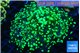 Euphyllia yayaemaensis green 7-10 cm WYSIWYG acclimaté
