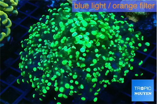 Euphyllia yayaemaensis green 7-10 cm WYSIWYG acclimaté