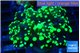 Euphyllia yayaemaensis green 2-4 cm WYSIWYG acclimaté