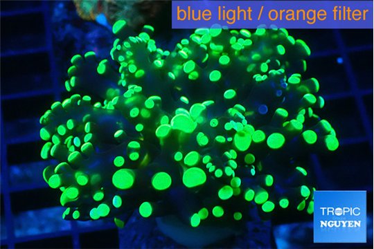 Euphyllia yayaemaensis green 2-4 cm WYSIWYG acclimaté