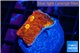 Echinophyllia magma 2-3 cm WYSIWYG acclimaté