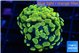 Euphyllia paraancora electro 3-5 cm WYSIWYG acclimaté