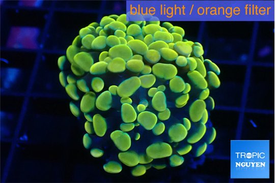 Euphyllia paraancora electro 3-5 cm WYSIWYG acclimaté