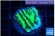 Merulina neon green pettetin 2 cm WYSIWYG acclimaté