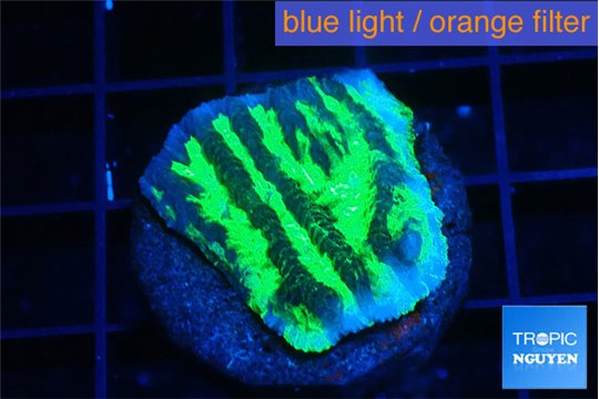 Merulina neon green pettetin 2 cm WYSIWYG acclimaté