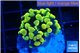 Euphyllia paraancora electro 2-4 cm WYSIWYG acclimaté