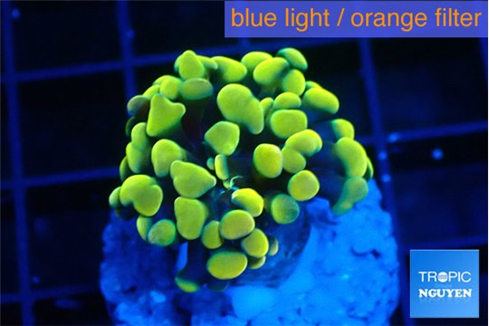 Euphyllia paraancora electro 2-4 cm WYSIWYG acclimaté