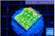 Montipora kungpao sunset phoenix 2 cm WYSIWYG acclimaté