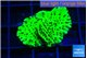 Montipora lucky charmz 2-3 cm WYSIWYG acclimaté