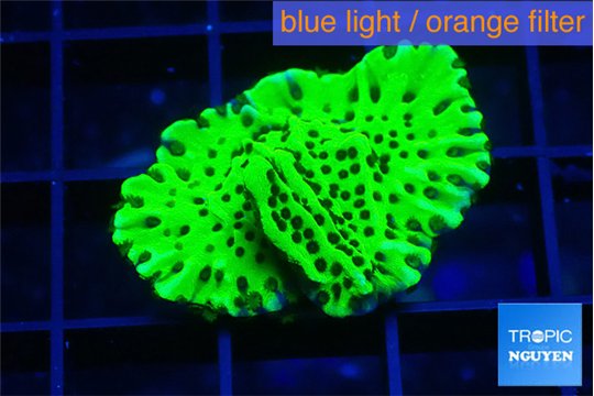 Montipora lucky charmz 2-3 cm WYSIWYG acclimaté