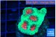 Favia red green monster 2-3 cm WYSIWYG acclimaté