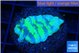 Merulina neon green pettetin 2-3 cm WYSIWYG acclimaté