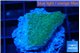 Montipora green & purple polyps 2 cm WYSIWYG acclimaté