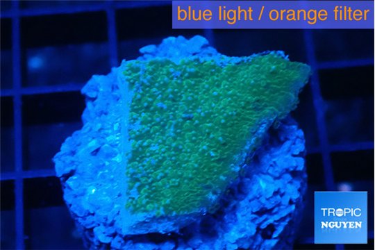Montipora green & purple polyps 2 cm WYSIWYG acclimaté