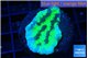 Merulina neon green pettetin 2-3 cm WYSIWYG acclimaté