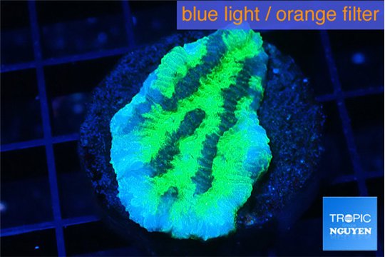Merulina neon green pettetin 2-3 cm WYSIWYG acclimaté