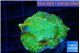 Montipora red fire forest 2-3 cm WYSIWYG acclimaté