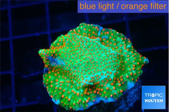 Montipora red fire forest 2-3 cm WYSIWYG acclimaté