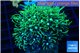 Pachyclavularia neon green 3-5 cm WYSIWYG acclimaté
