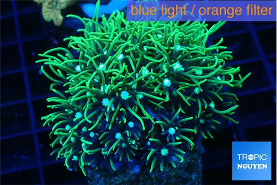 Pachyclavularia neon green 3-5 cm WYSIWYG acclimaté