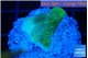 Pavona cactus green 2 cm WYSIWYG acclimaté