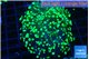 Euphyllia yayaemaensis green 4-7 cm WYSIWYG acclimaté