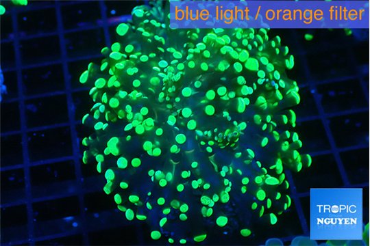Euphyllia yayaemaensis green 4-7 cm WYSIWYG acclimaté