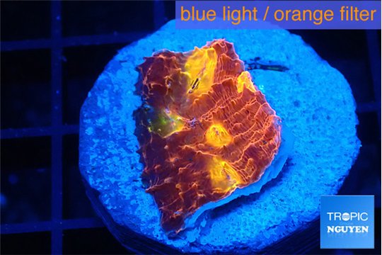 Echinophyllia magma 2-3 cm WYSIWYG acclimaté