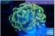 Euphyllia paraancora electro 3-5 cm WYSIWYG acclimaté